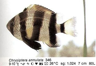 Chrysiptera annulata